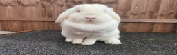 Mini Lop rabbits for sale: Beautiful Blue Eyed Sisters in March - Advert 5