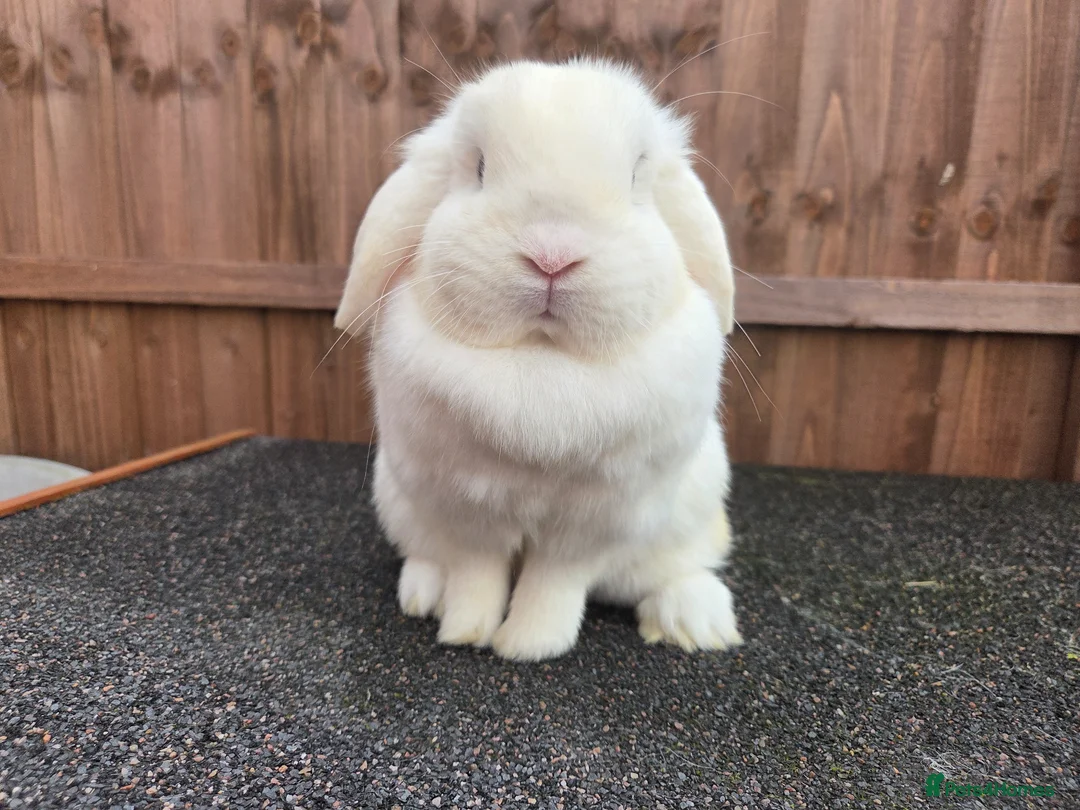 Mini Lop rabbits for sale: Beautiful Blue Eyed Sisters in March - Advert 5