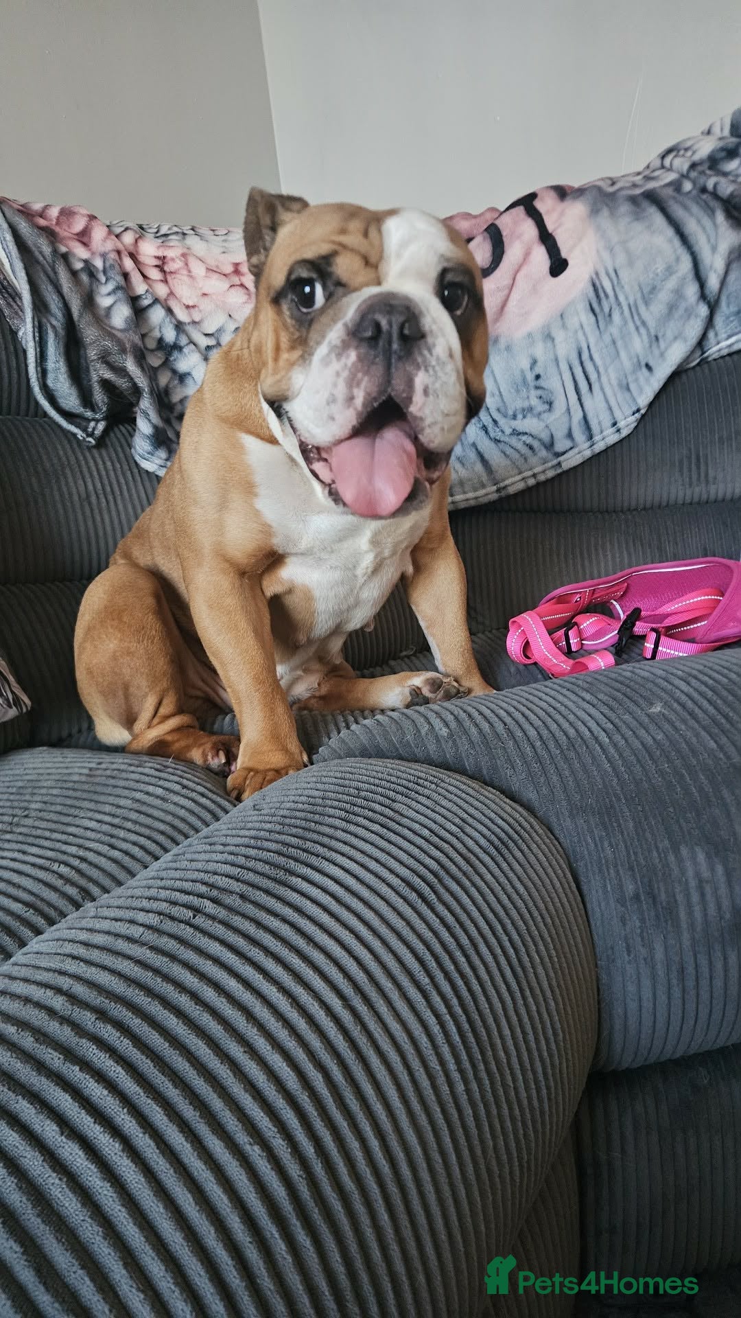 English Bulldog dogs 4 year old female bulldog  - Advert 12