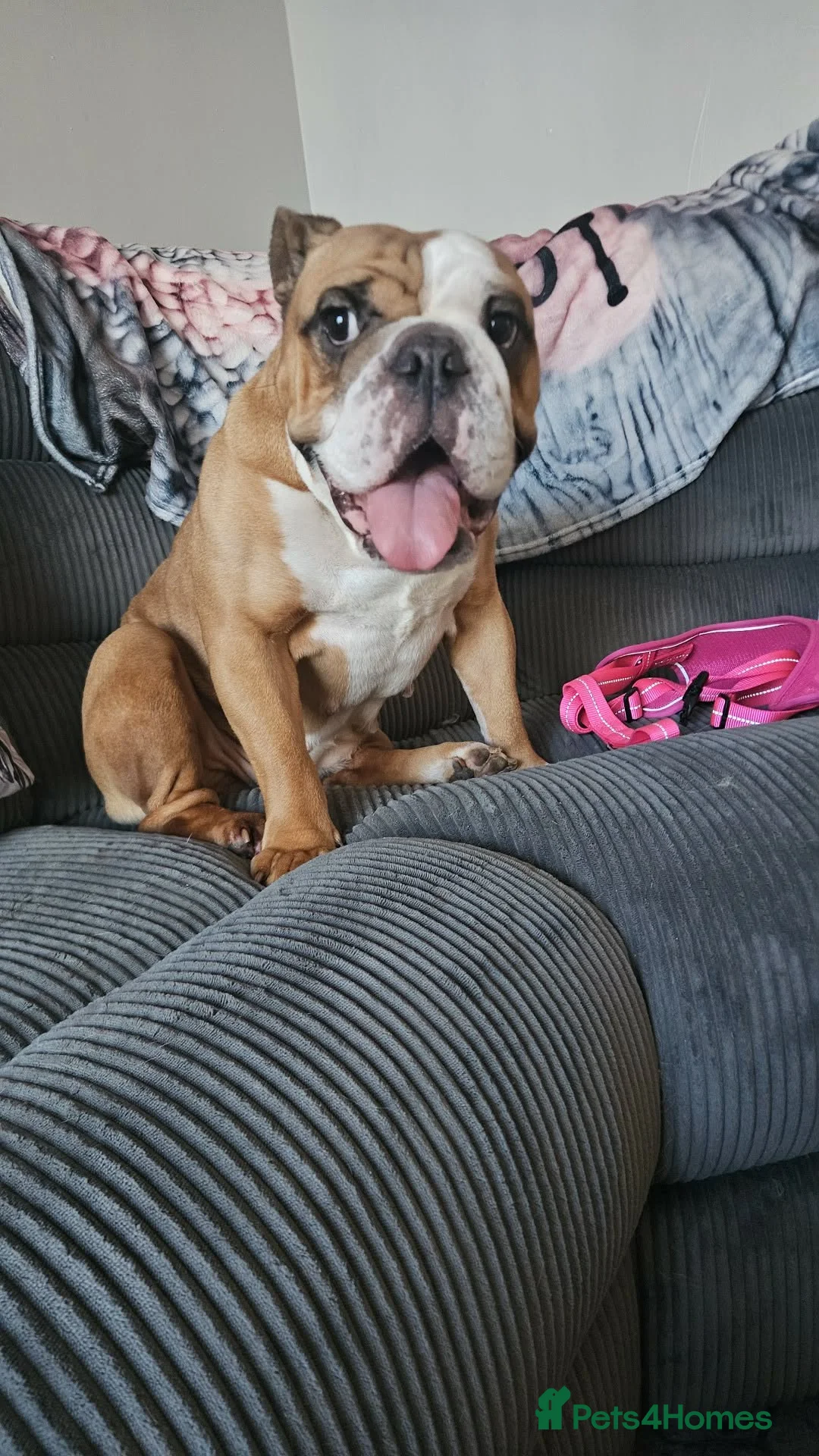 English Bulldog dogs for sale: 4 year old female bulldog  - Advert 1