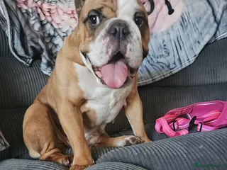 English Bulldog dogs 4 year old female bulldog - Advert 12