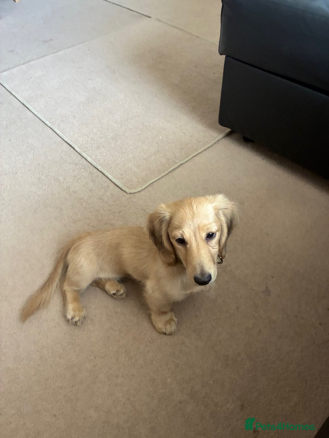 Miniature Dachshund dogs for sale: Cream Long/haired Miniature Daschund  - Image 4