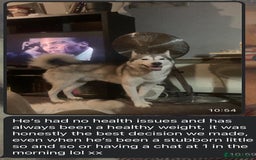 Utonagan dogs for sale: Siberian Husky cross Alaskan Malamutes Puppies - Image 17
