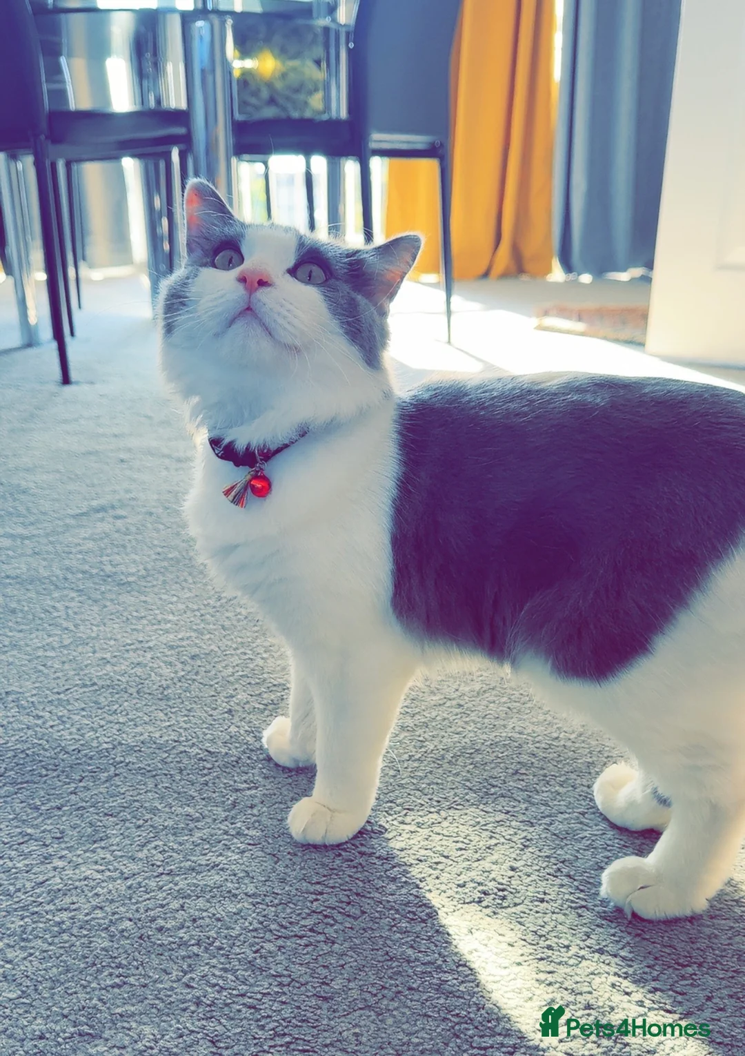 Mixed Breed cats for sale: One year old Male Cat (Looking for a Loving Home) in Glasgow - Advert 1