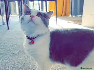 Mixed Breed cats One year old Male Cat (Looking for a Loving Home) - Advert 1