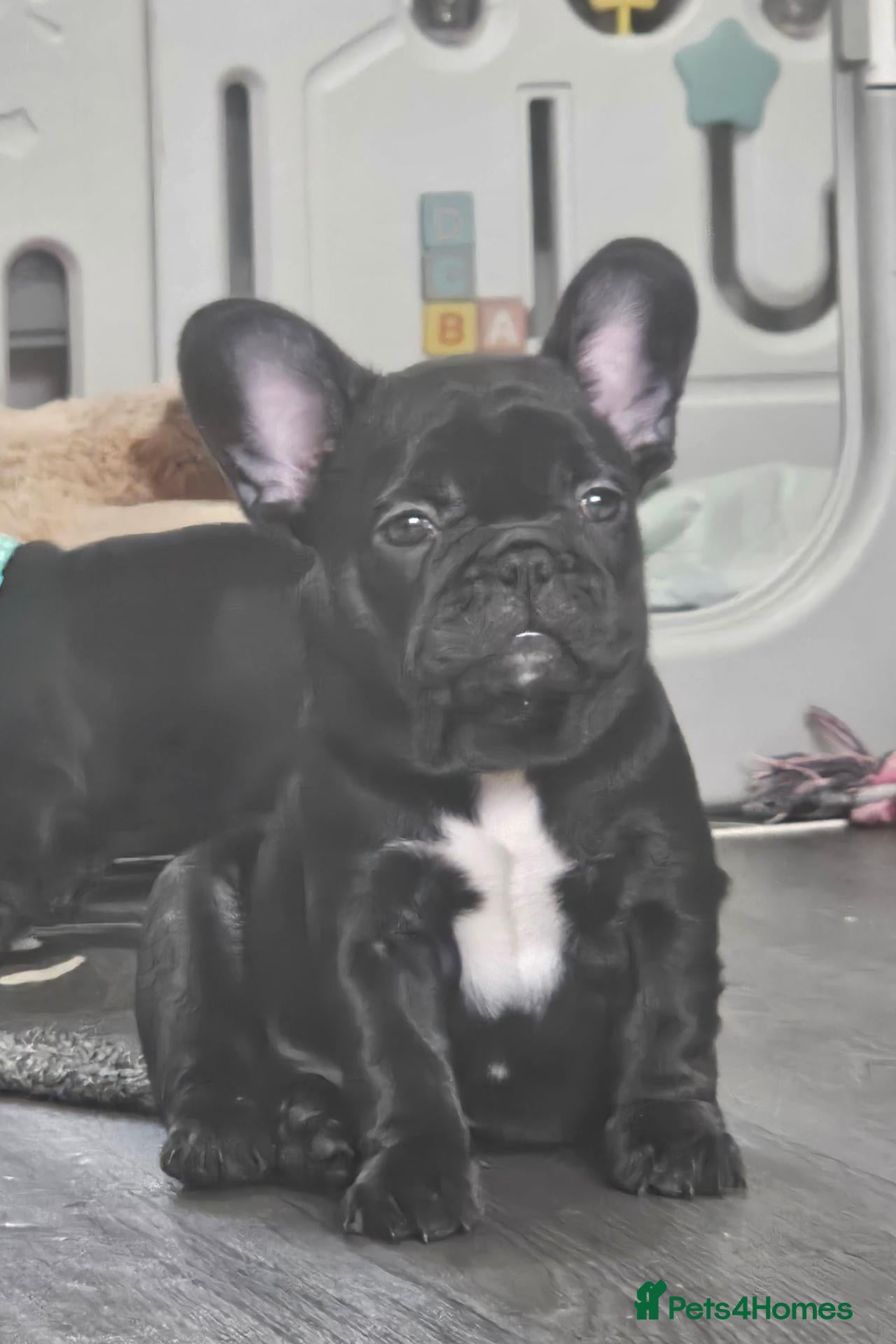 French Bulldog dogs READY NOW pedigree French bulldog PUPPY (MALE)  - Advert 1