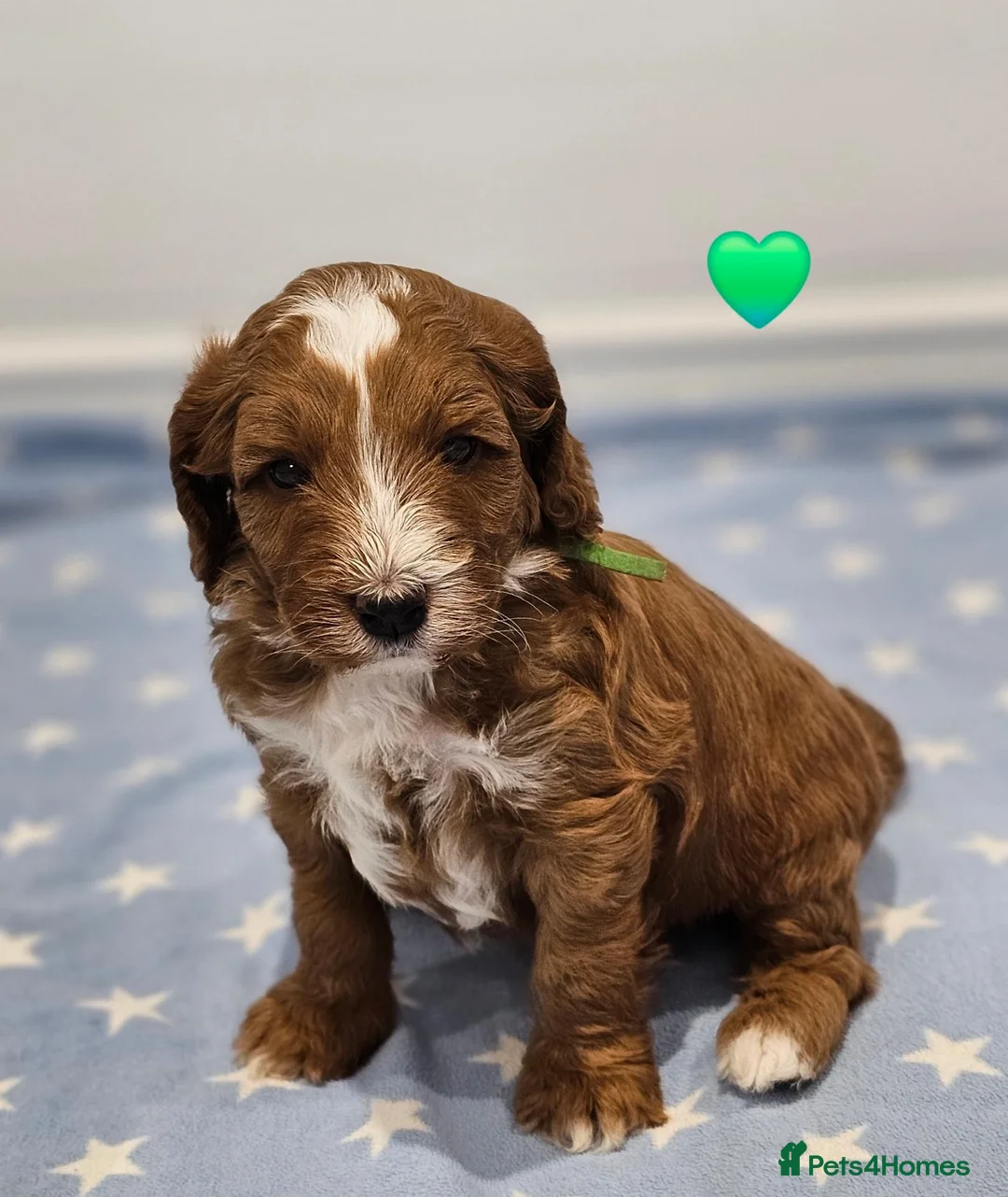 Australian Labradoodle dogs for sale: Stunning full Australian labradoodle puppies 🐶  - Advert 6