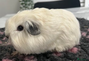 Guinea Pig rodents - Advert 5