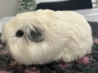 Guinea Pig rodents Gorgeous baby Guinea pigs available. - Advert 7