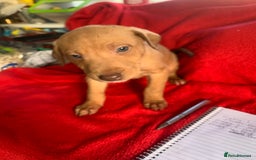 Lurcher dogs for sale: Family friendly pups - Image 10