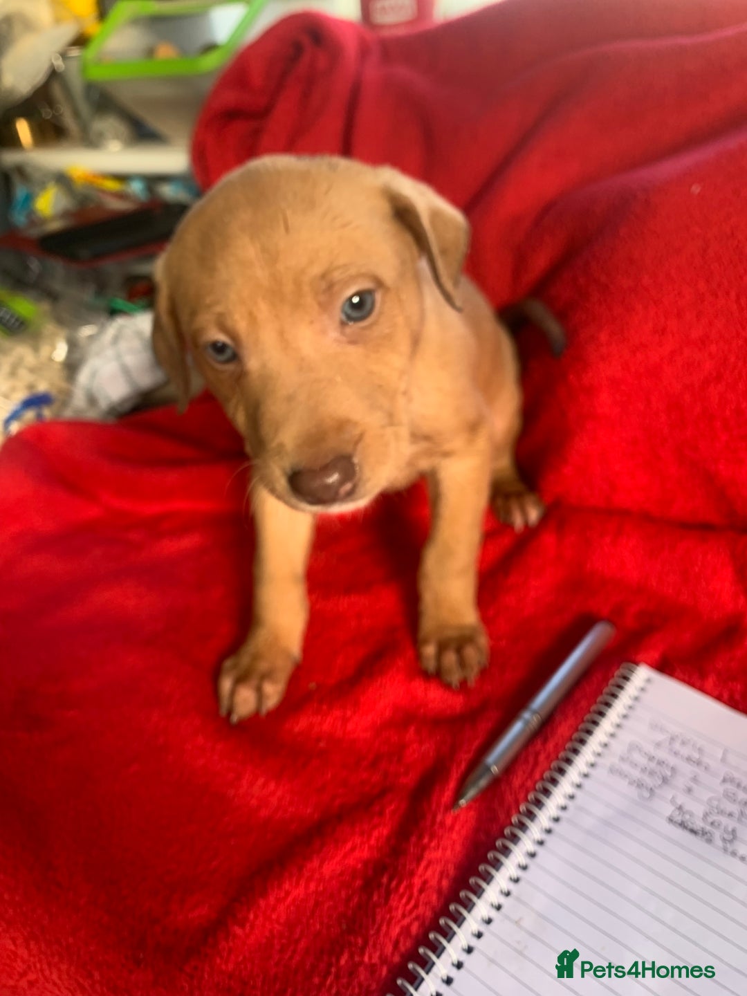 Lurcher dogs for sale: Family friendly pups - Image 10