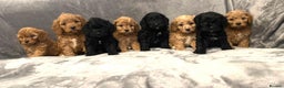 Miniature Poodle dogs for stud: PROVEN Miniature Poodle Stud - Champion Lines KC in Orpington - Advert 13