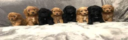 Miniature Poodle dogs for stud: PROVEN Miniature Poodle Stud - Champion Lines KC in Orpington - Advert 13