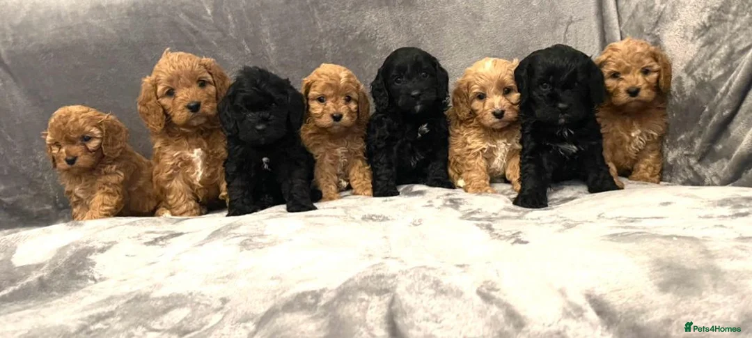 Miniature Poodle dogs for stud: PROVEN Miniature Poodle Stud - Champion Lines KC in Orpington - Advert 13