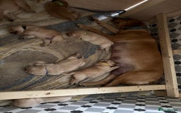 Labrador Retriever dogs for sale: Labrador pups service quality assured - Image 21