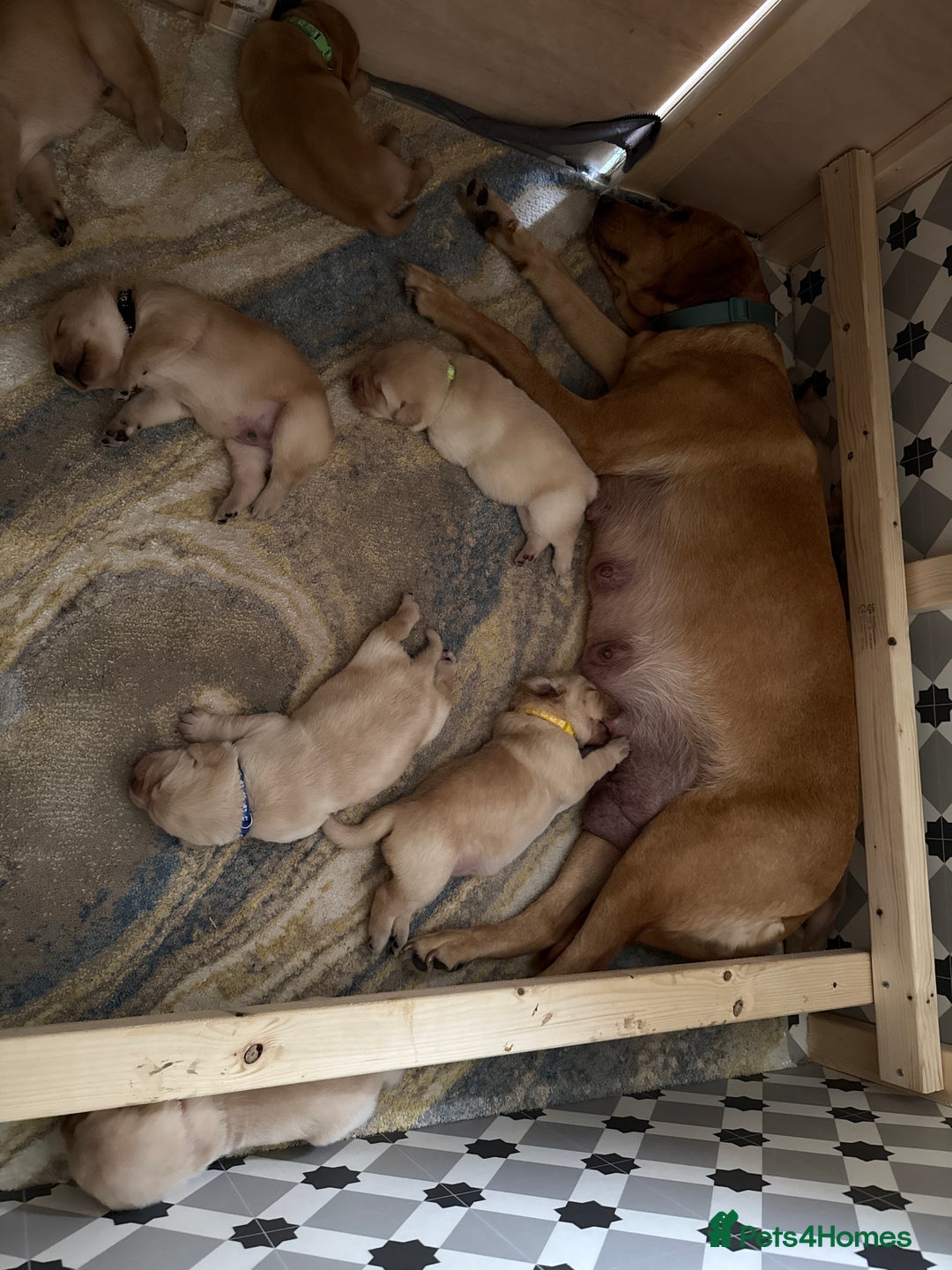 Labrador Retriever dogs for sale: Labrador pups service quality assured - Image 21