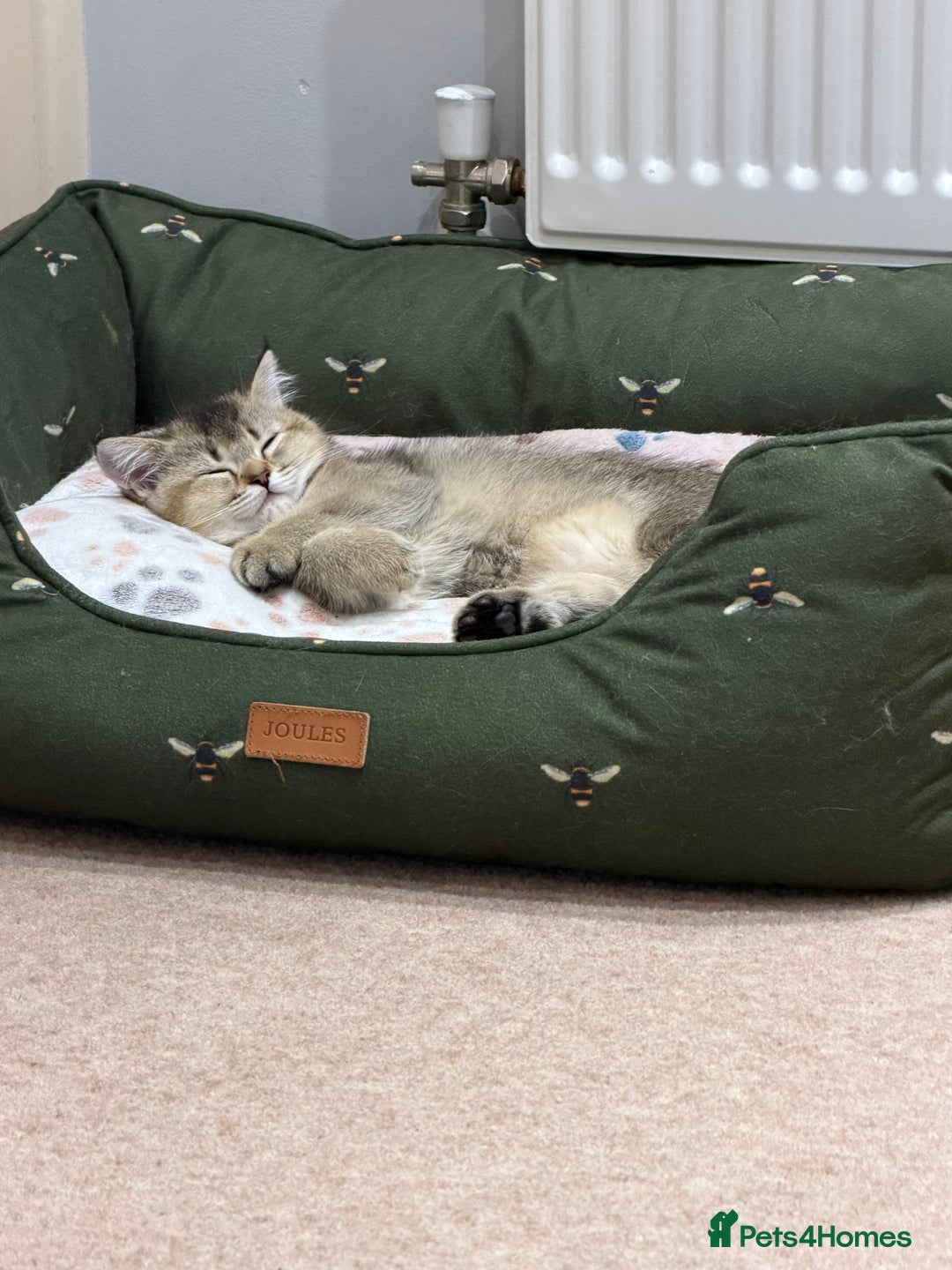 Scottish Fold cats for sale: Purrfect kitten  - Advert 16