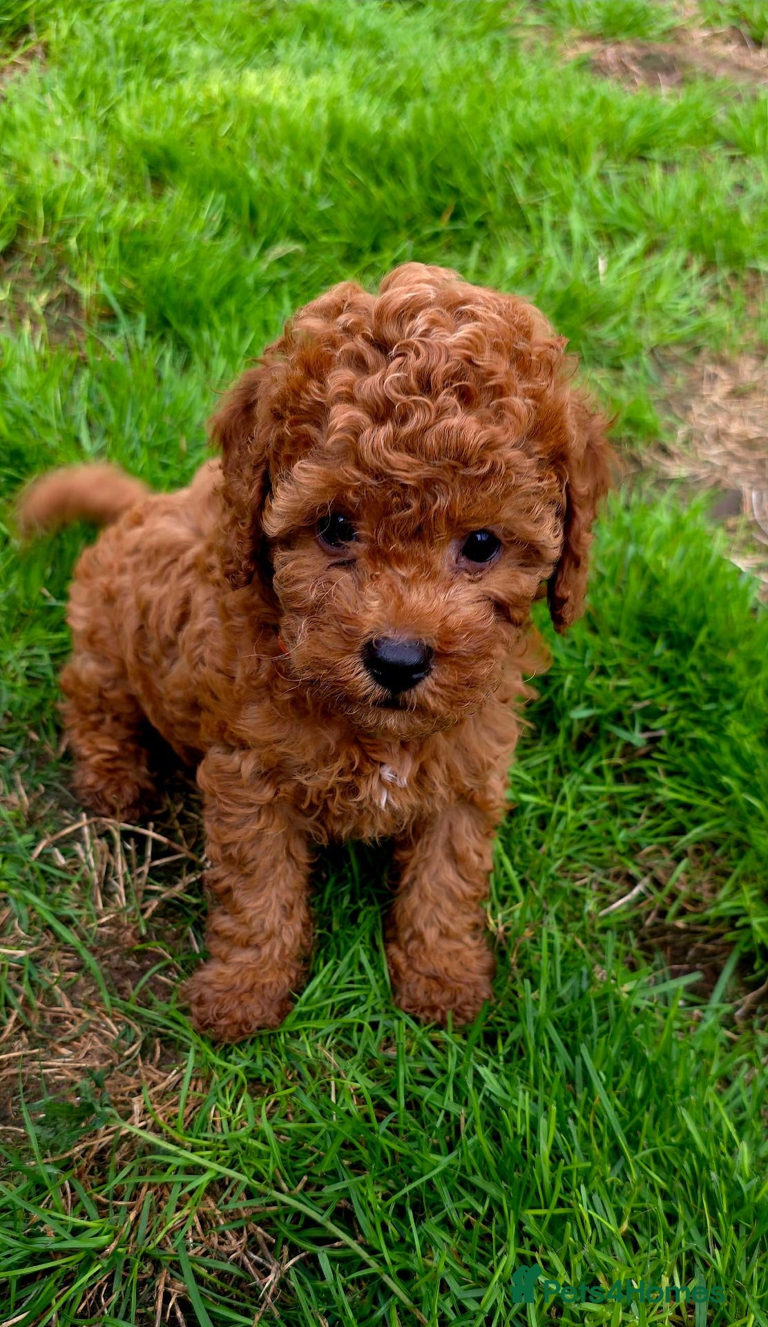 Cavapoo dogs 🌟HEALTH TESTED TOY CAVAPOO F1B - Advert 2