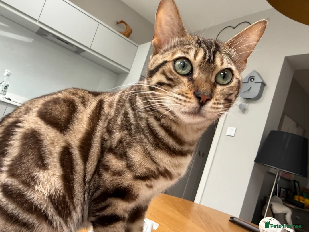 Bengal cats for adoption: Female Bengal in Cheltenham - Advert 2