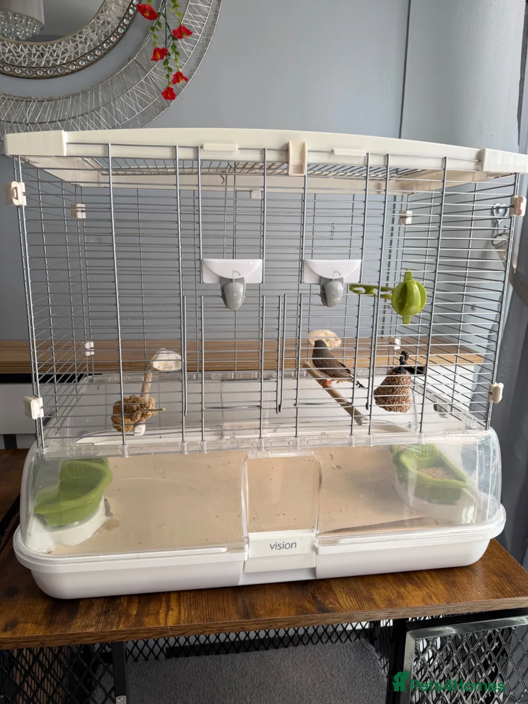 Finches birds for sale: male zebra finch  in Redditch - Advert 1