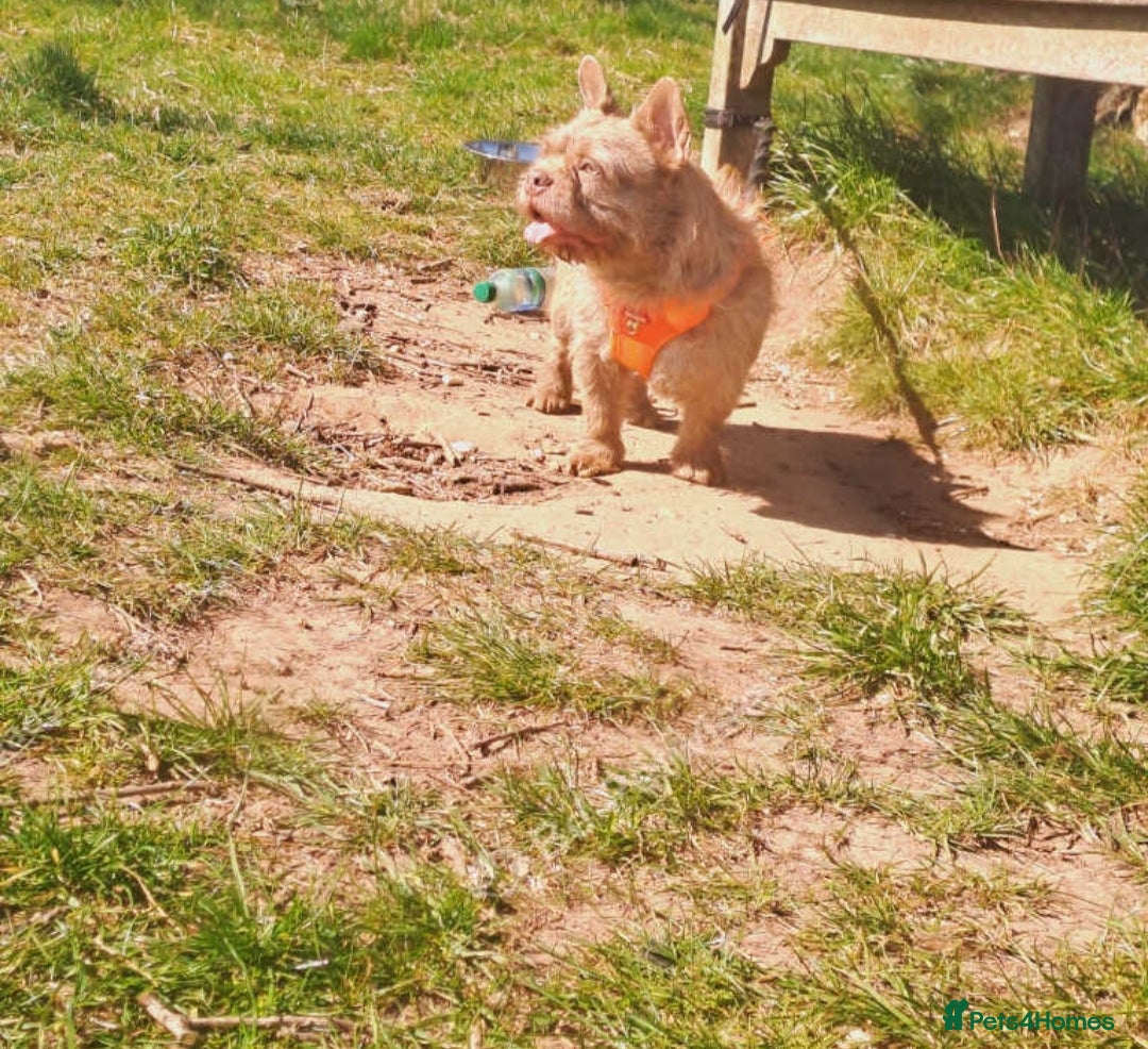 French Bulldog dogs for stud: Master Splinter WireHair Floodle Producer in Birmingham - Image 1