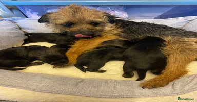 Border Terrier dogs - Advert 9