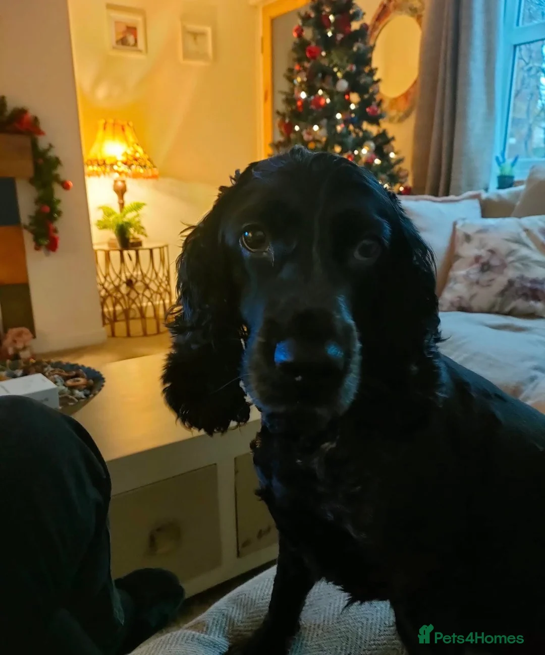 Cocker Spaniel dogs for sale: Darcy Button age 8 cocker spaniel  - Advert 4