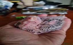 Cockatiels birds for sale: Gorgeous Baby Cockatiels  - Image 4