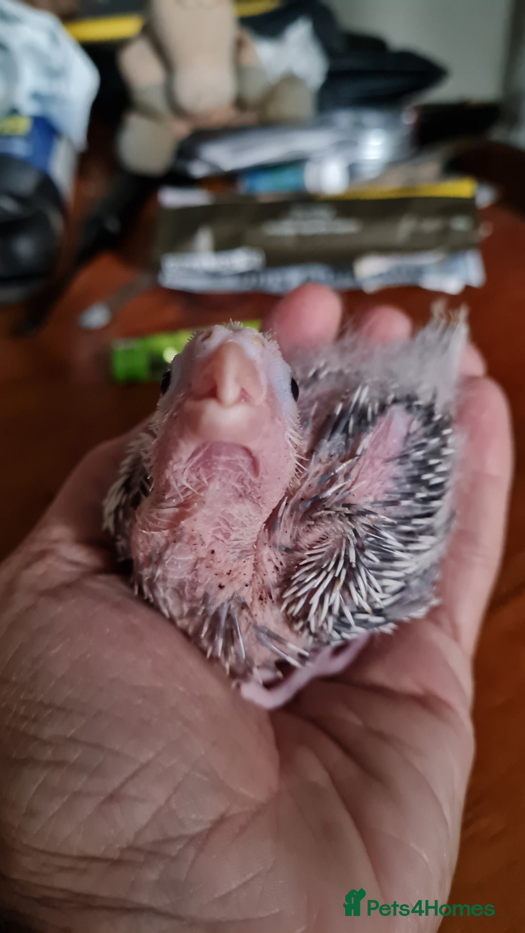 Cockatiels birds for sale: Gorgeous Baby Cockatiels  - Image 4