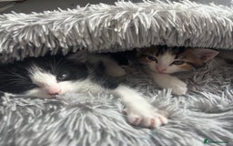 Asian cats for sale: Luna and euro  - Image 5