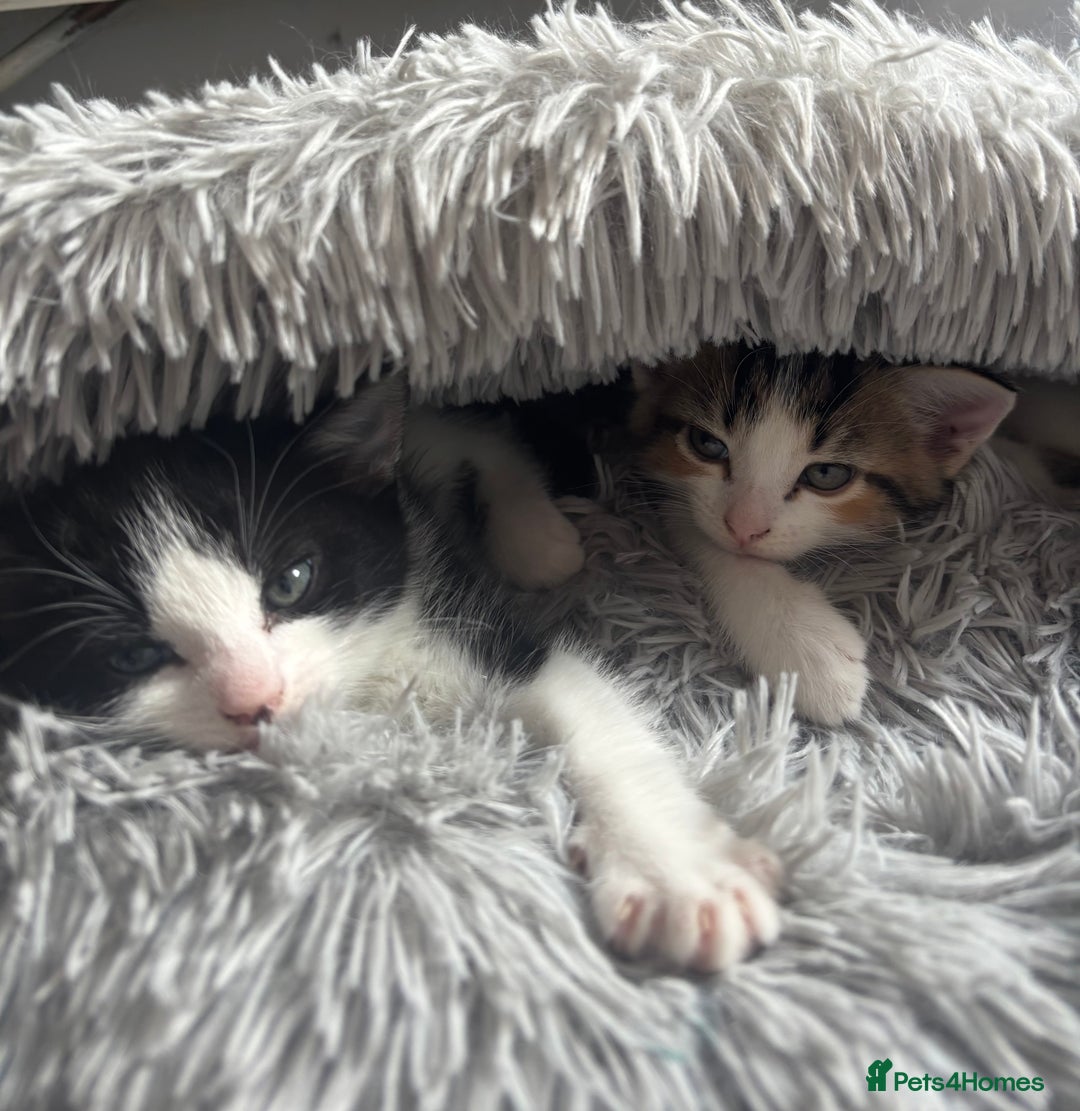 Asian cats for sale: Luna and euro  - Image 5
