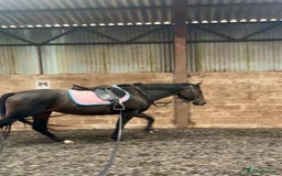 English Thoroughbred horses for sale: Lovely well put together 15.3 4yo Mare - Image 6