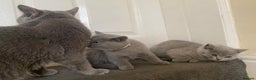 British Shorthair cats for sale: GCCF Active Championship line Blue & Lilac Kittens - Advert 19
