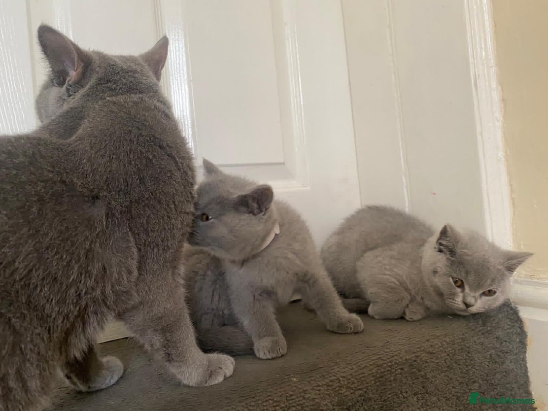 British Shorthair cats for sale: GCCF Active Championship line Blue & Lilac Kittens - Image 23