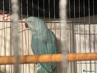 Ringnecks birds WHISTLING Ringneck - Advert 1