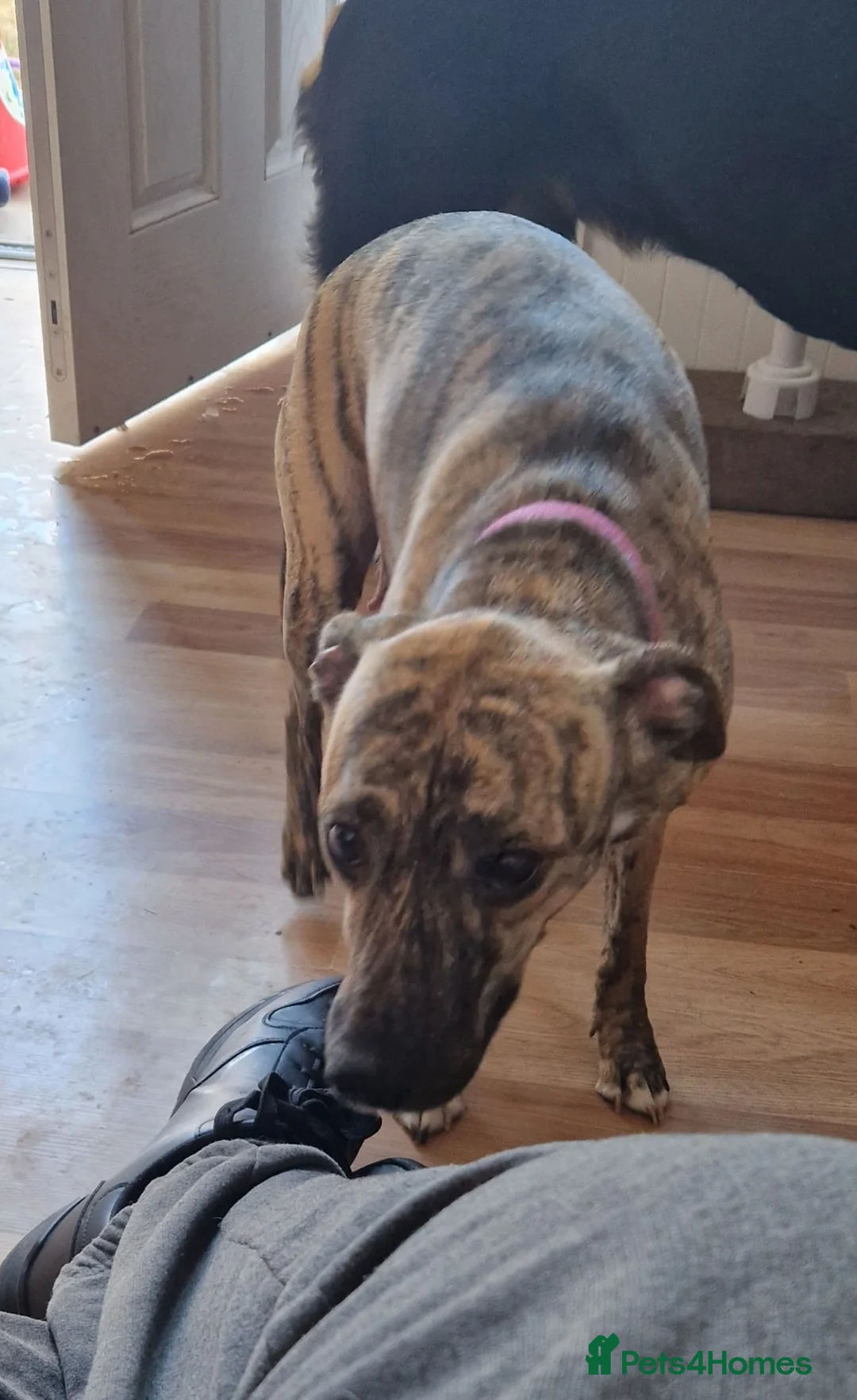 Mixed Breed dogs for sale: Staffy cross whippet  - Advert 1