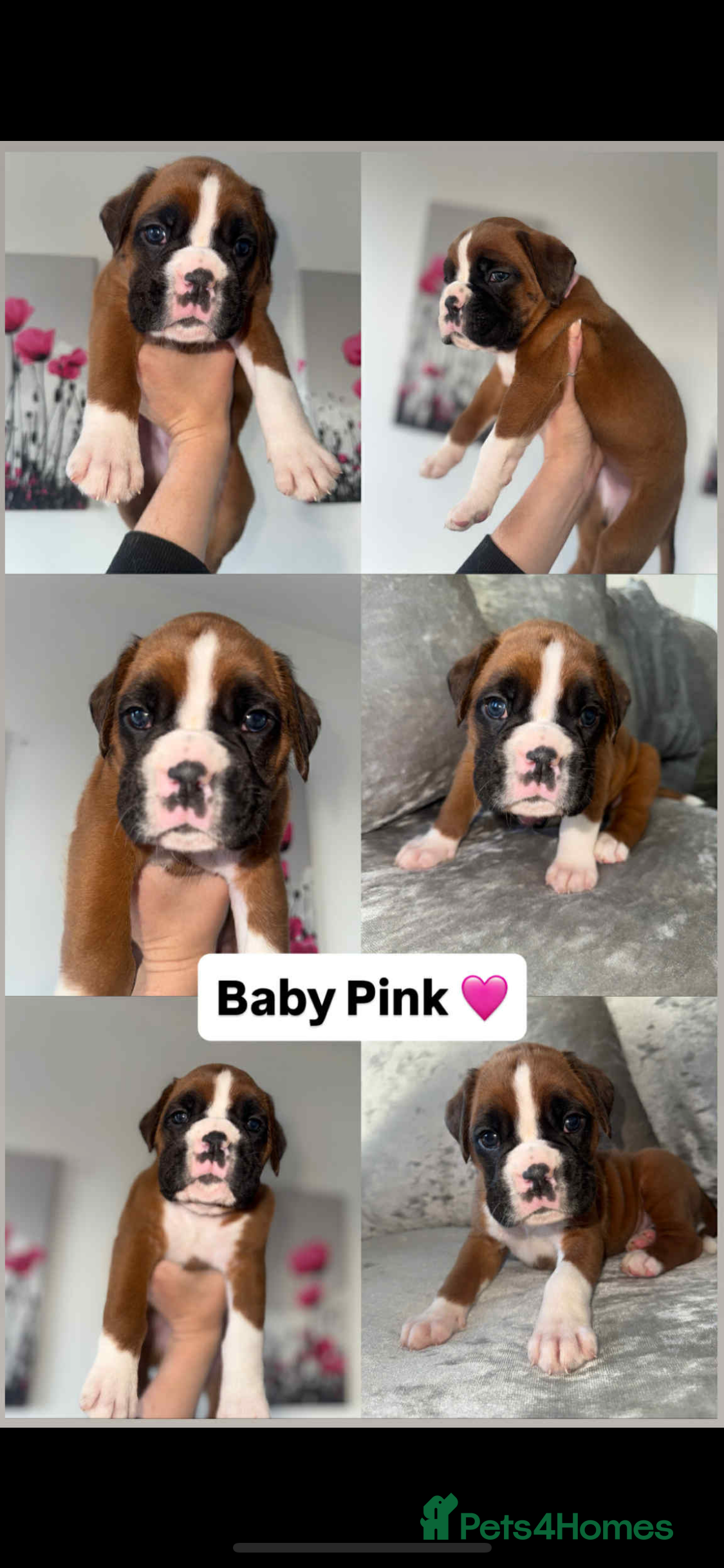 Boxer dogs Beautiful boxer girl left out of litter of 8.  - Advert 1