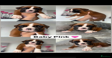 Boxer dogs - Advert 1