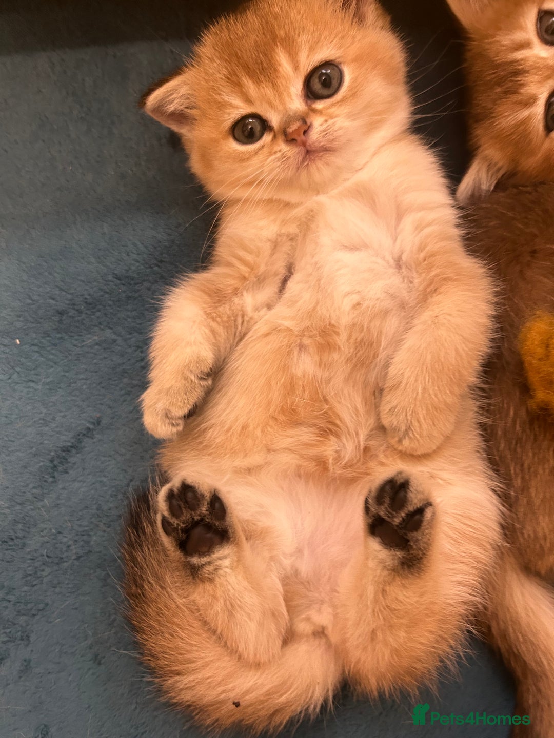 Scottish Fold cats for sale: Gold chinchilla baby’s available  - Advert 23