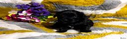 Maltipoo dogs for sale: Maltipoo’s rare colour parents tested Clear PRA - Advert 3