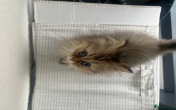 Persian cats for sale: Fluffiest Doll Face Persian Kitten - Image 2