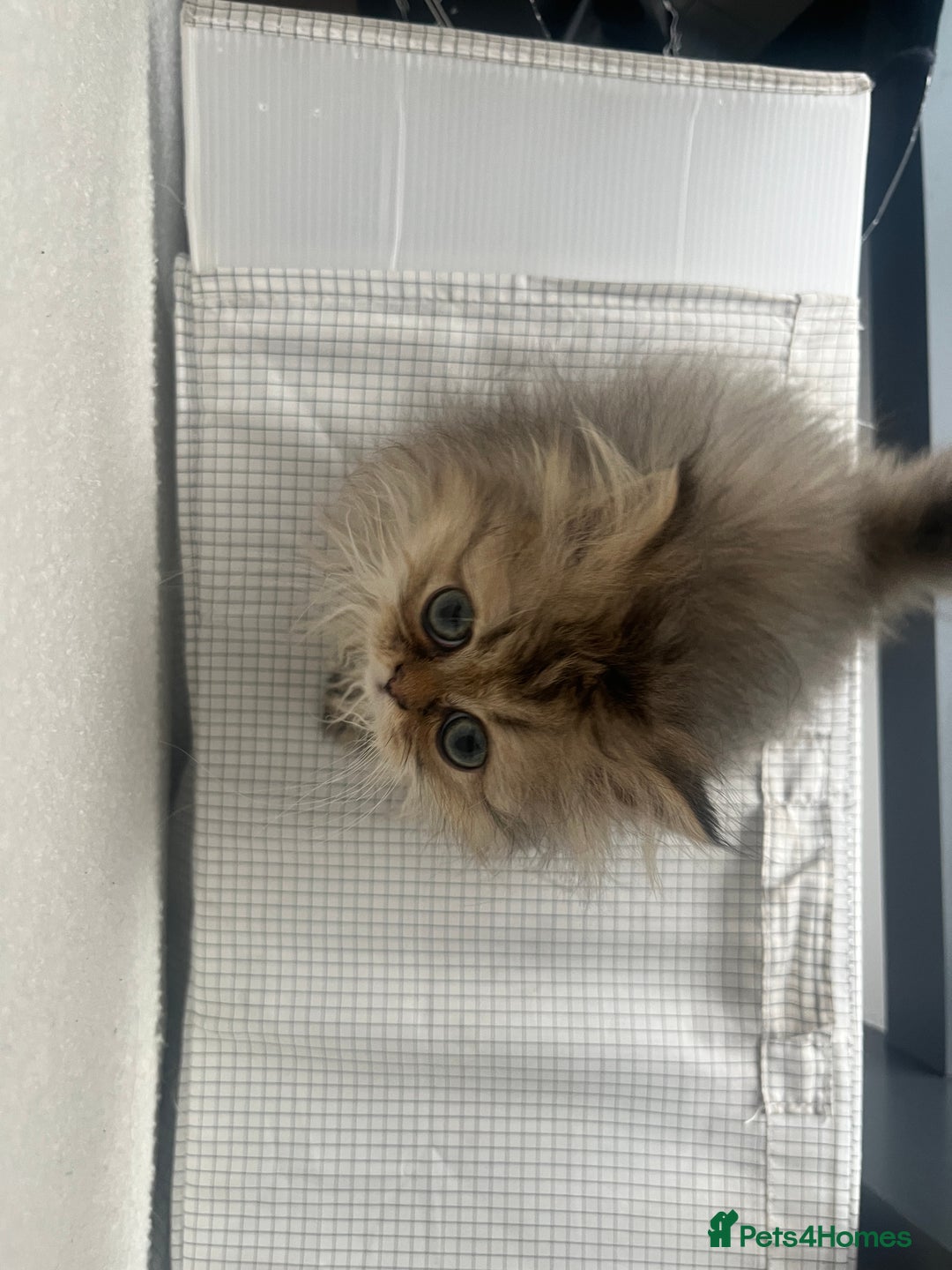 Persian cats for sale: Fluffiest Doll Face Persian Kitten - Image 2