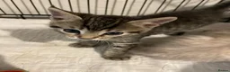British Shorthair cats for sale: Beautiful, Loving Kittens - Advert 8