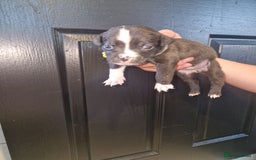 American Bulldog dogs for sale: American  bulldog  pups - Image 12