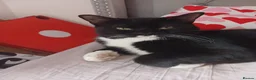 Mixed Breed cats for sale: Cats  in Aberdeen - Advert 2