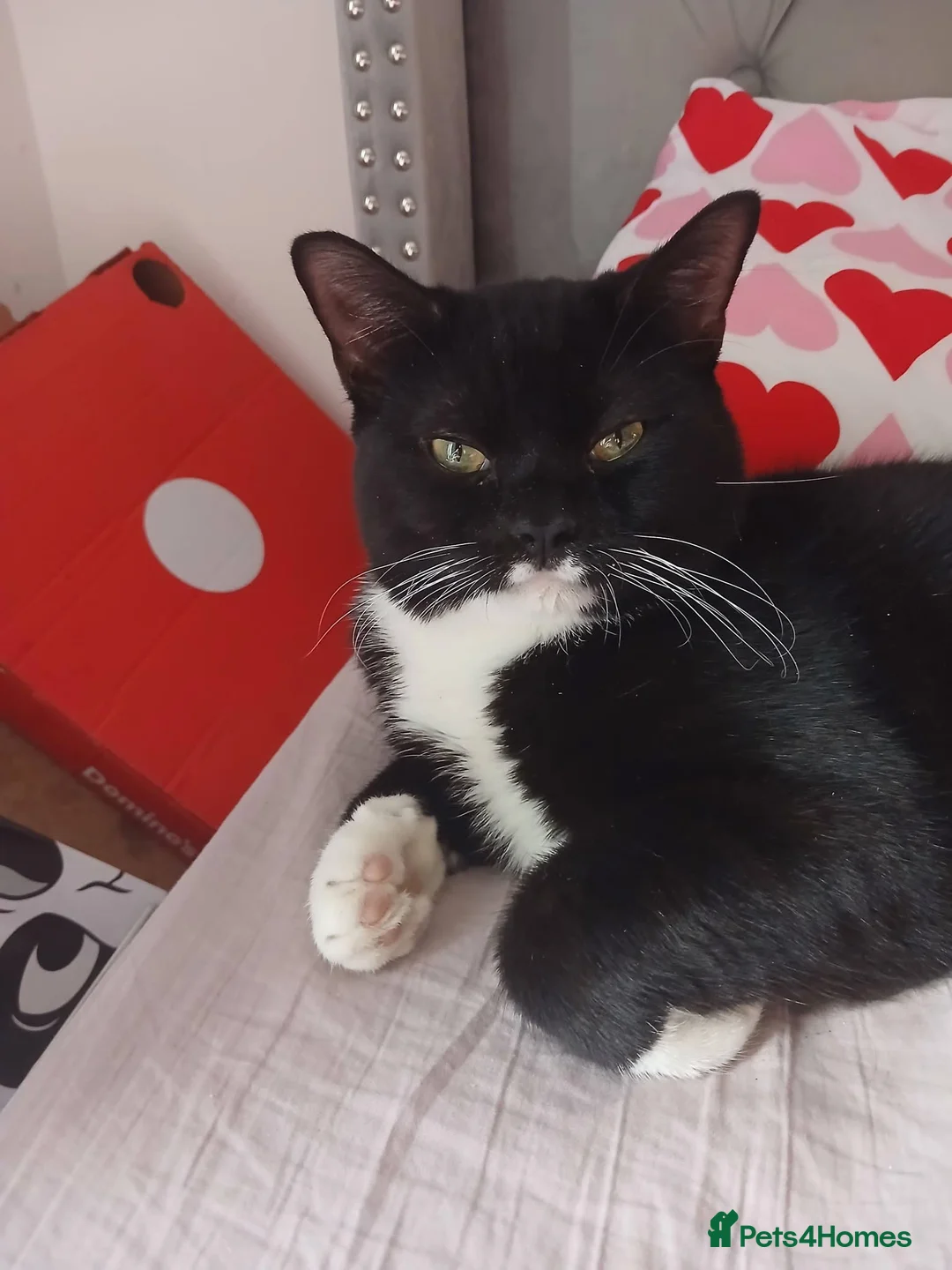 Mixed Breed cats for sale: Cats  in Aberdeen - Advert 2