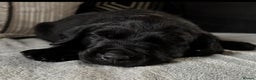 Goldador dogs for sale: Stunning Black Lab/Golden Retriever Puppies - Advert 14