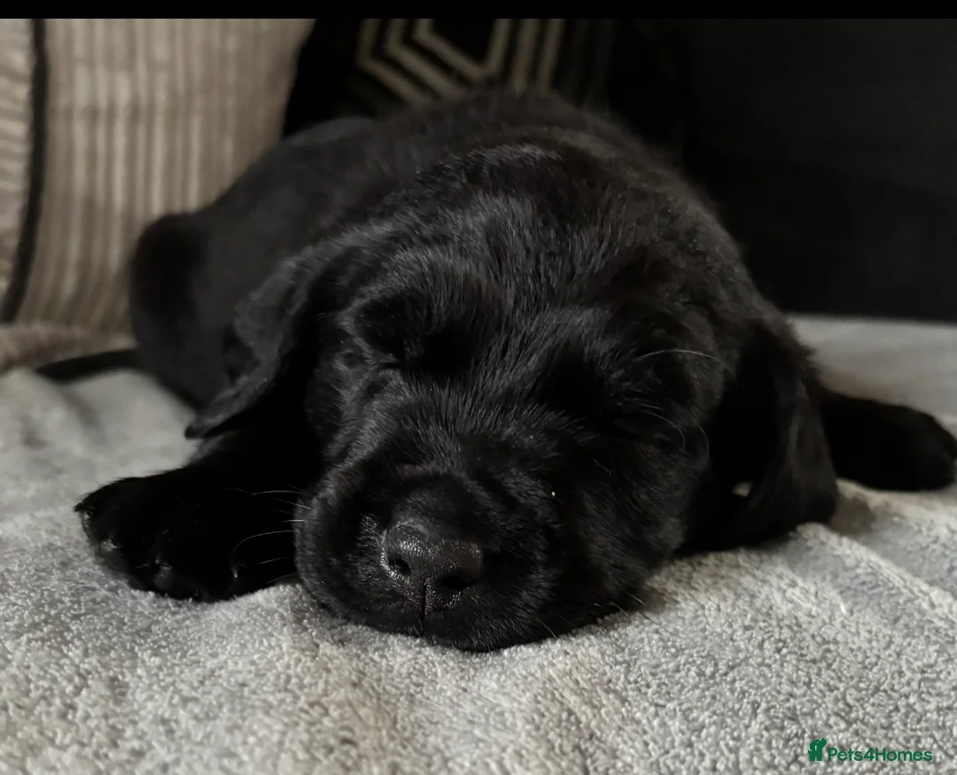 Goldador dogs for sale: Stunning Black Lab/Golden Retriever Puppies - Advert 17