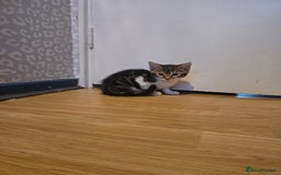 Bengal cats for sale: Very cute Mixed bengal kittens (4 males) - Image 7