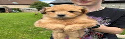 Mixed Breed dogs for sale: Maltipoo x Porkie puppies in Berwick-upon-Tweed - Advert 9